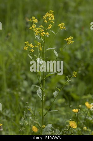 Gemeinsame Winter - Kresse, Barbarea vulgaris in Blume von Straßenkontrollen. Stockfoto