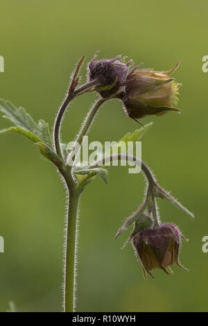 Wasser avens, Geum Rivale, in der Blume in der feuchten Wiese, Stockfoto