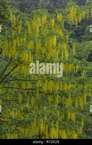 Gemeinsame Laburnum anagyroides, Goldregen, in der Blume, die Julischen Alpen, Slowenien. Stockfoto