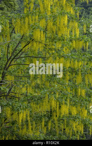 Gemeinsame Laburnum anagyroides, Goldregen, in der Blume, die Julischen Alpen, Slowenien. Stockfoto