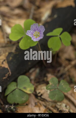Rosa geäderten Blüten, Sauerklee Oxalis naiandinus in Buche Wald. Stockfoto