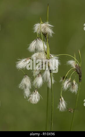 Breitblättrigen Wollgras, Eriophorum latifolium in Saatgut. Nasse fen. Stockfoto
