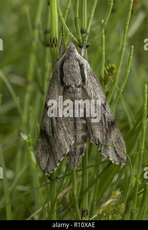 Kiefer Hawk-moth, Sphinx pinastri nach siedelten auf Schachtelhalm in Pinienwald Clearing. Stockfoto