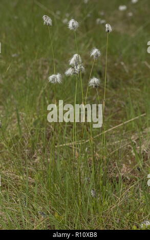 Hare-tail Wollgras, Eriophorum vaginatum, in der Blume im Moor. Stockfoto