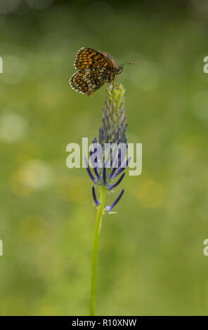 Heide fritillary, Melitaea athalia auf rapunzeln in Berg Wiese, Slowenien. Stockfoto