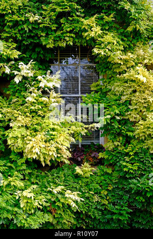 Glyzinie bewachsen Pflanzen um Schiebefenster auf der Periode Eigenschaft Stockfoto