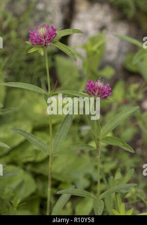 Lila-globe Klee Trifolium alpestre in Blume, Slowenien. Stockfoto