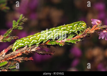 Schöne gelbe Underwing motte Caterpillar (Anarta myrtilli) Fütterung auf Heidekraut. Tipperary, Irland Stockfoto