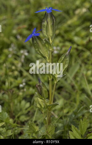 Blase Enzian, Gentiana utriculosa, in der Blume in Alm, Slowenien. Stockfoto