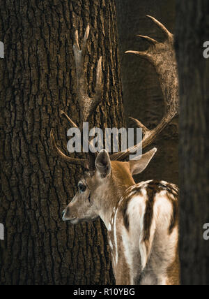 Damwild in einem Gehäuse Stockfoto