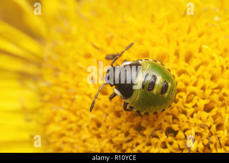 Dorsale Ansicht von Green Shieldbug Nymphe zweite instar (Palomena prasina) sitzen auf gemeinsame fleabane. Tipperary, Irland Stockfoto