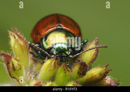 Vorderansicht des Blattes Käfer (Chrysolina polita) oben auf der Anlage thront. Tipperary, Irland Stockfoto