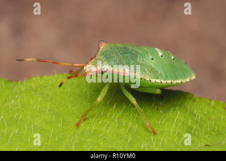 Weißdorn Shieldbug endgültige instar Nymphe (Acanthosoma haemorrhoidale) sitzen auf Blatt. Tipperary, Irland Stockfoto