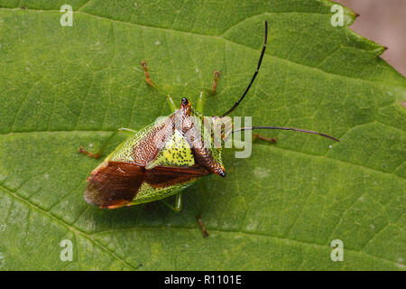 Top down Sicht auf ein weißdorn Shieldbug (Acanthosoma haemorrhoidale) in Ruhe auf Blatt. Tipperary, Irland Stockfoto