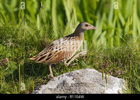 Mais Crakear, Crex crex Stockfoto