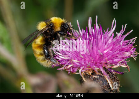 Große gelbe Hummel, Bombus distinguendus, nectaring auf Schwarze Flockenblume, Centaurea nigra Stockfoto