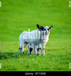 2 kleine niedliche Lämmer zusammen in der Nähe der landwirtschaftlichen Feld im Frühling. Ein sanft nuzzling seinen Freund, 1 starrte auf Kamera. Yorkshire, England, UK. Stockfoto