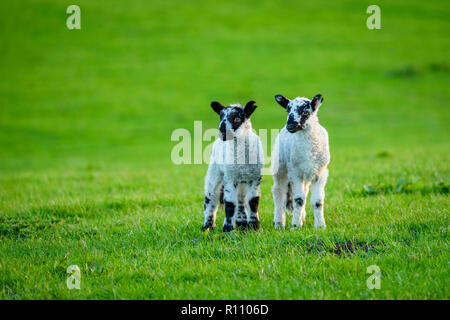 2 kleine niedliche Lämmer mit Ohren, Seite an Seite zusammen, schauen in die gleiche Richtung, in Bauernhof Feld im Frühling. Yorkshire, England, GB, UK. Stockfoto