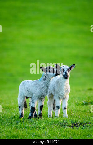 2 kleine niedliche Lämmer zusammen in der Nähe der landwirtschaftlichen Feld im Frühling. Ein sanft nuzzling seinen Freund, 1 starrte auf Kamera. Yorkshire, England, UK. Stockfoto