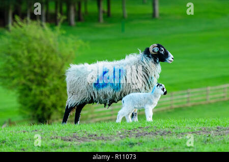 Close-up Profil von 1 Swaledale Schaf (Schaf) & niedliche Lamm gemeinsam in einem Bauernhof Feld im Frühling. Yorkshire, England, GB, UK. Stockfoto