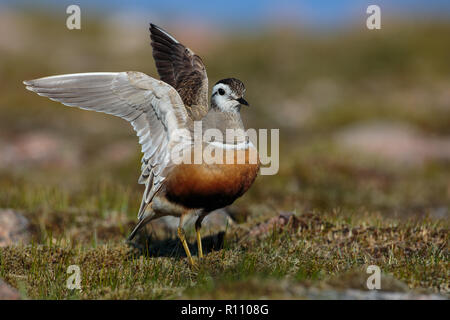 Eurasian Dotterel, Charadrius morinellus, weiblich in der Zucht Lebensraum Stockfoto