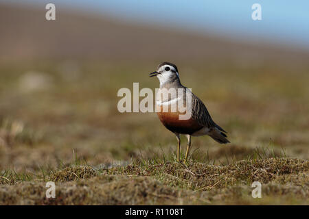 Eurasian Dotterel, Charadrius morinellus, weiblich in der Zucht Lebensraum Stockfoto