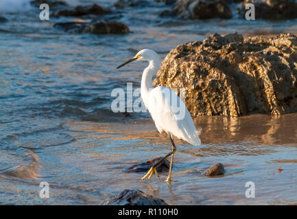 Snowy Egret auf felsigen Strand am späten Nachmittag an wenig Corona Beach in Newport Beach Kalifornien Stockfoto