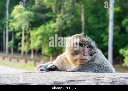 Macaque Affen im Tempel Angkor Wat in Kambodscha Stockfoto