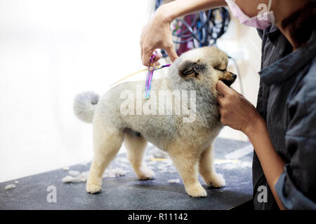 Frauen sind das Klonen von Hunden und Reinigung auf Tisch. Stockfoto