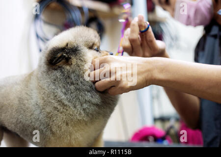 Frauen sind das Klonen von Hunden und Reinigung in Zoohandlungen. Stockfoto