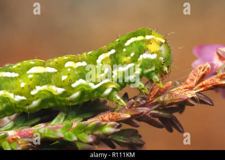 In der Nähe von wunderschönen gelben Underwing motte Caterpillar (Anarta myrtilli) Fütterung auf Heidekraut. Tipperary, Irland Stockfoto