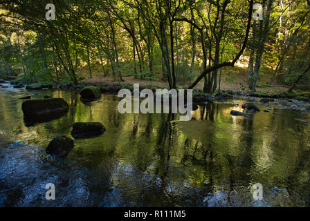 Herbstliche Spiegelungen auf dem Fluss Teign im Dartmoor National Park, England. Stockfoto