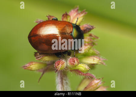 Dorsale Ansicht des Blattes Käfer (Chrysolina polita) oben auf der Anlage thront. Tipperary, Irland Stockfoto