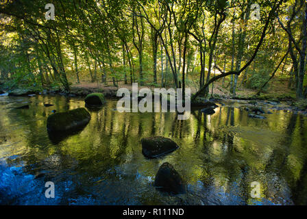 Herbstliche Spiegelungen auf dem Fluss Teign im Dartmoor National Park, England. Stockfoto