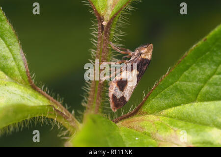 (Froghopper Philaenus spumarius) auf pflanzlichen Stammzellen thront. Tipperary, Irland Stockfoto