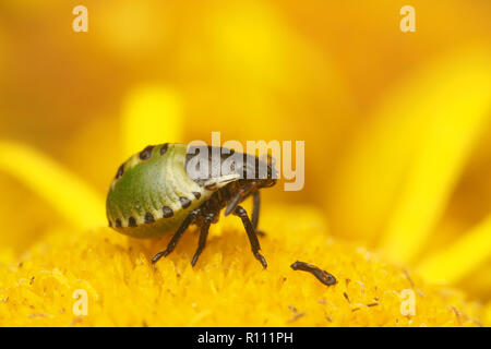 Green Shieldbug Nymphe zweite instar (Palomena prasina) sitzen auf gemeinsame fleabane. Tipperary, Irland Stockfoto