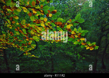 Herbstliche Farben auf dem Fluss Teign innerhalb von Dartmoor National Park, UK. Stockfoto