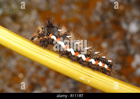 Knoten Gras motte Caterpillar (Acronicta rumicis) ruht auf Farn stammen. Tipperary, Irland Stockfoto