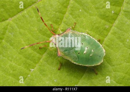 Top down Sicht von Weißdorn Shieldbug endgültige instar Nymphe (Acanthosoma haemorrhoidale) auf Blatt. Tipperary, Irland Stockfoto