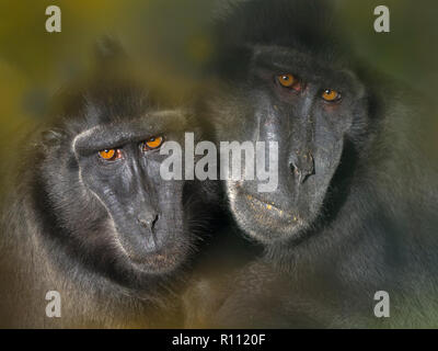 Celebes crested macaque Macaca nigra auch als Crested schwarzen Makaken bekannt, Sulawesi crested Makaken, oder die schwarze Ape männlich und weiblich Stockfoto