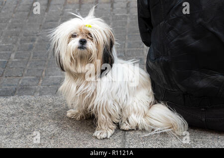 Shih Tzu, ein Spielzeug Rasse Hund aus China Stockfoto