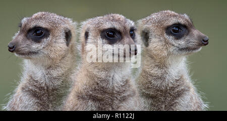 Erdmännchen oder erdmännchen Suricata suricatta Montage Stockfoto