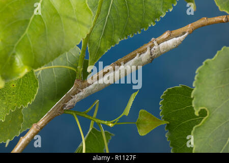 Blaues Ordensband, Raupe frisst eine Pappel, Catocala fraxini, blau underwing, Clifden Raiders, Caterpillar, La Lichénée Bleue. Eulenfalter Noctuidae, Stockfoto