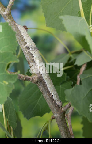 Blaues Ordensband, Raupe frisst eine Pappel, Catocala fraxini, blau underwing, Clifden Raiders, Caterpillar, La Lichénée Bleue. Eulenfalter Noctuidae, Stockfoto