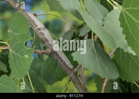 Blaues Ordensband, Raupe frisst eine Pappel, Catocala fraxini, blau underwing, Clifden Raiders, Caterpillar, La Lichénée Bleue. Eulenfalter Noctuidae, Stockfoto