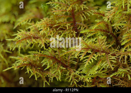 Hylocomium splendens, allgemein bekannt als Glitzernde woodmoss, Stockfoto