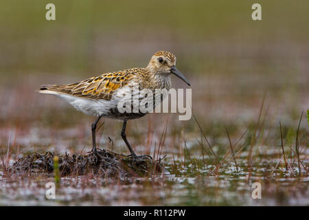 Alpenstrandläufer, Calidris Alpina, in der Zucht Lebensraum Stockfoto