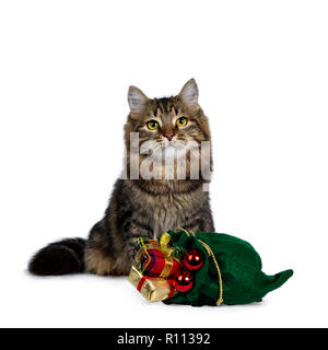 Cute schwarz tabby Sibirische Katze Kätzchen sitzend upbehind eine Grüne Weihnachten Sack mit Geschenken und rote Kugeln gefüllt, mit leuchtend gelben Augen. Ist Stockfoto