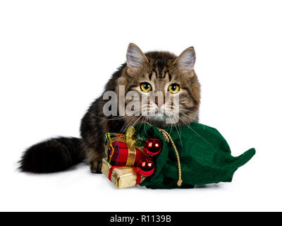 Cute schwarz tabby Sibirische Katze Kätzchen Verlegen hinter einem grünen Weihnachten Sack mit Geschenken und rote Kugeln gefüllt, auf der Suche sehr mit leuchtend gelben konzentriert Stockfoto