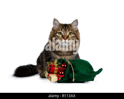 Cute schwarz tabby Sibirische Katze Kätzchen saß hinter einem grünen Weihnachten Sack mit Geschenken und rote Kugeln gefüllt, gerade mit Blick auf die Zukunft mit hellen Ihr Stockfoto